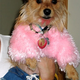 Illustration for article titled The 40 Sluttiest Dog Halloween Costumes